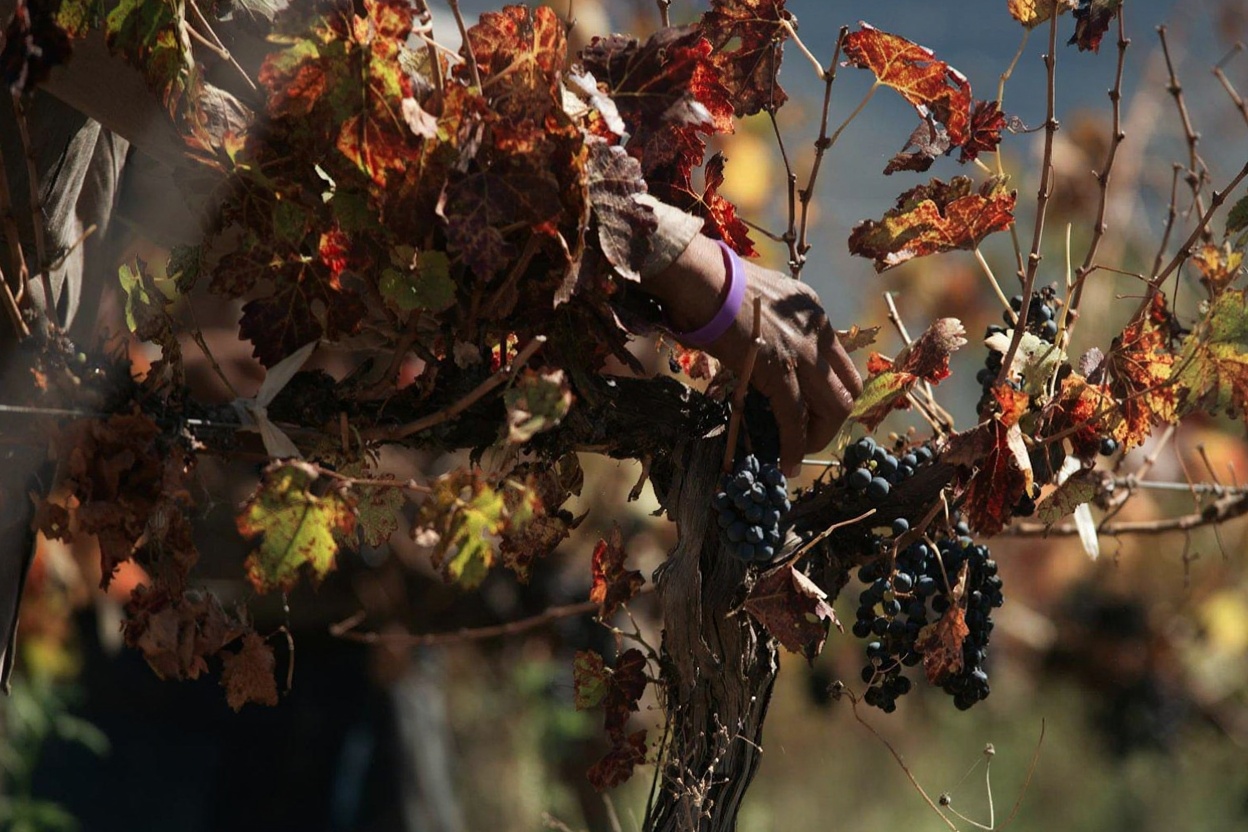 Kakheti in October — the Rkatsiteli grape harvest, qvevri wine in production, and the light that makes the Alazani Valley imp