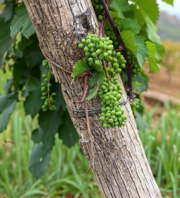 Kakheti Wine Region: A Brit’s Honest Guide to Georgia’s Vineyards