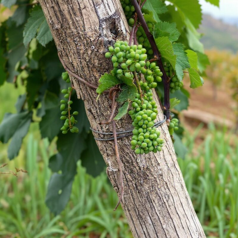 Kakheti Wine Region: A Brit’s Honest Guide to Georgia’s Vineyards